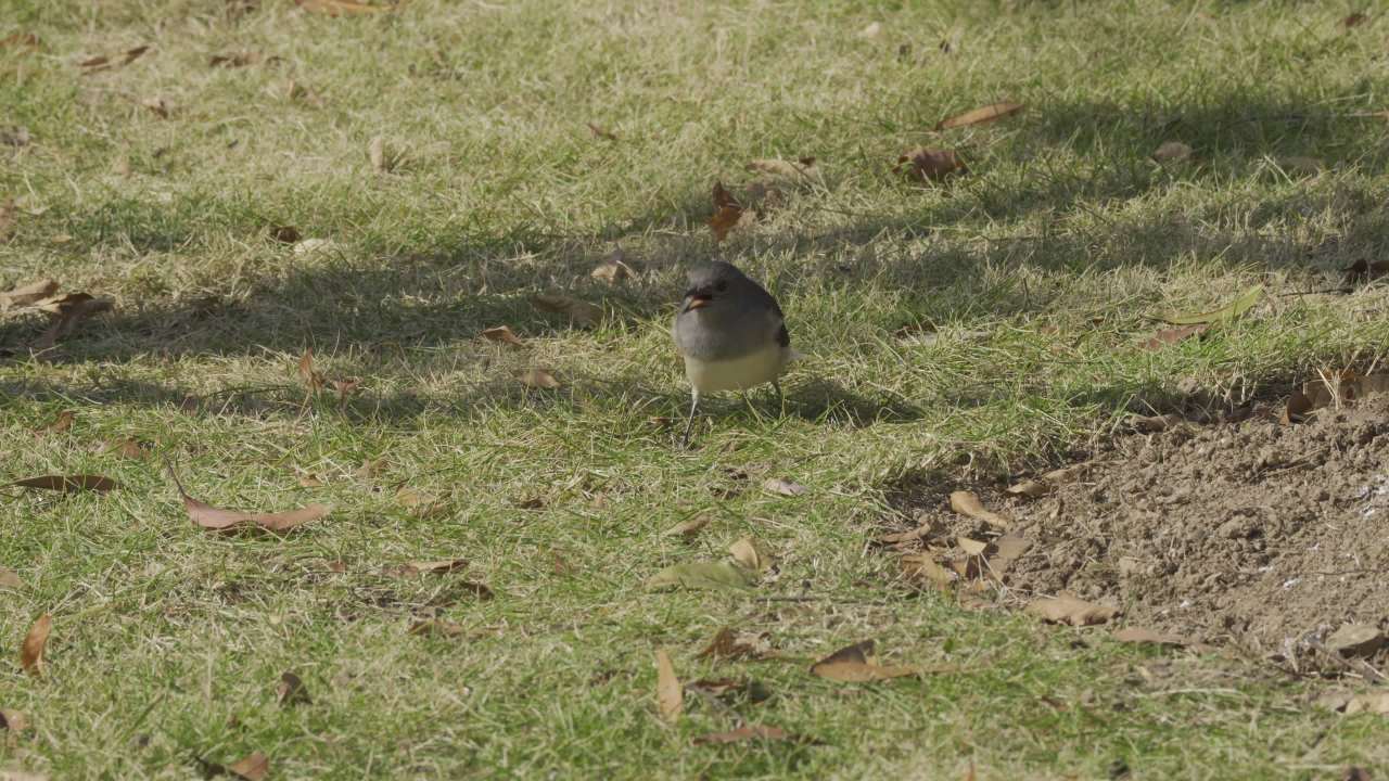 杨府山公园观鸟 42