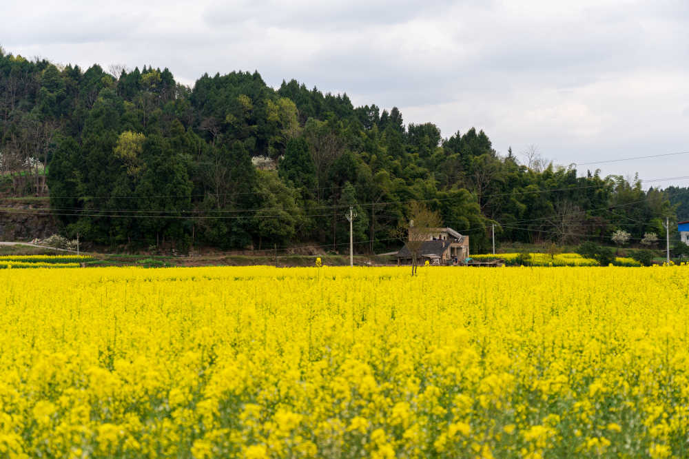 乡村春天的农村