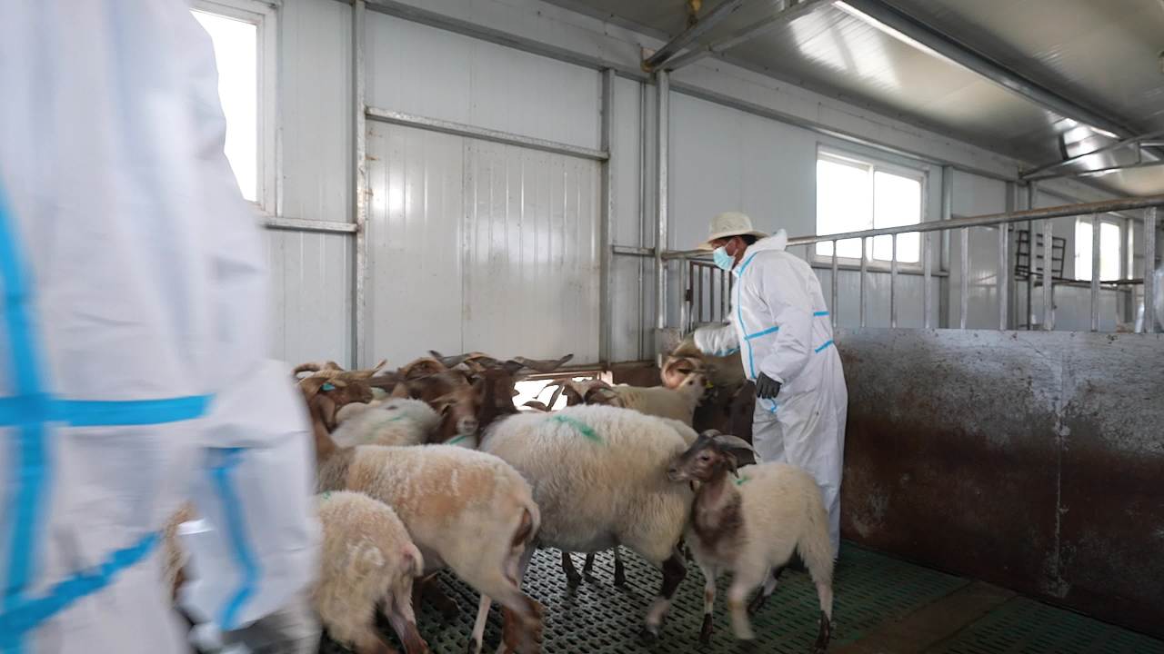 畜牧兽医团队工作记录