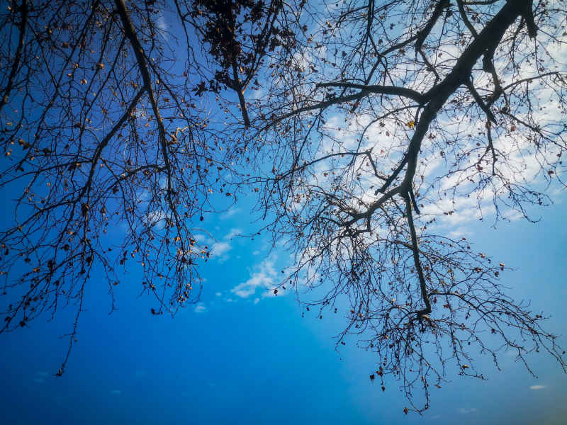 蓝天下枯树枝掉落树叶秋景摄图  