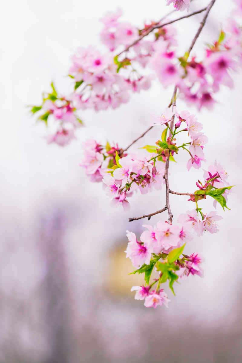 樱花季 66