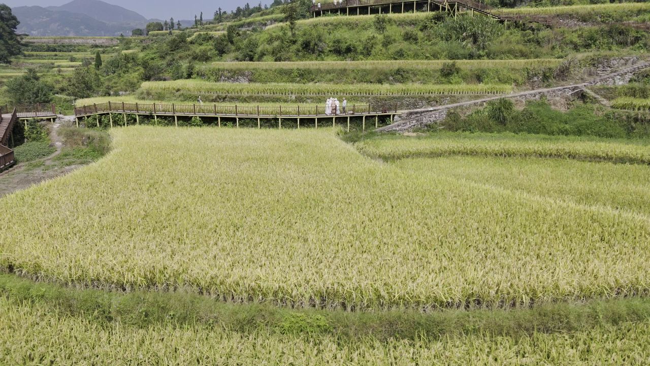 温州中雁荡山与梯田水稻 35