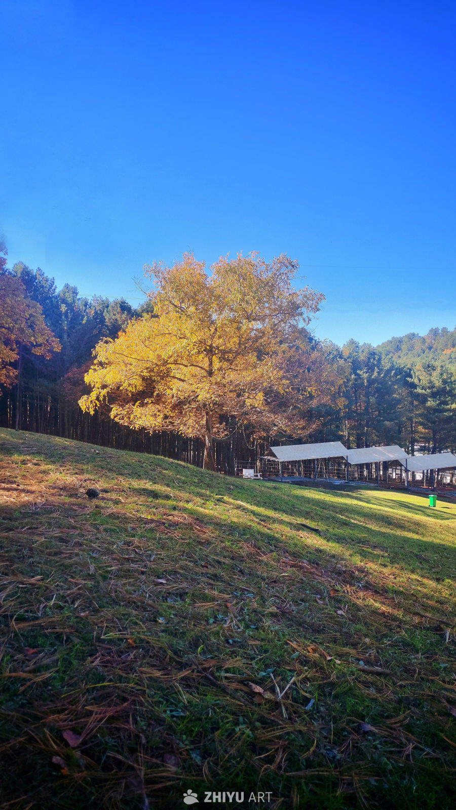 秋坡金树 山野染韵