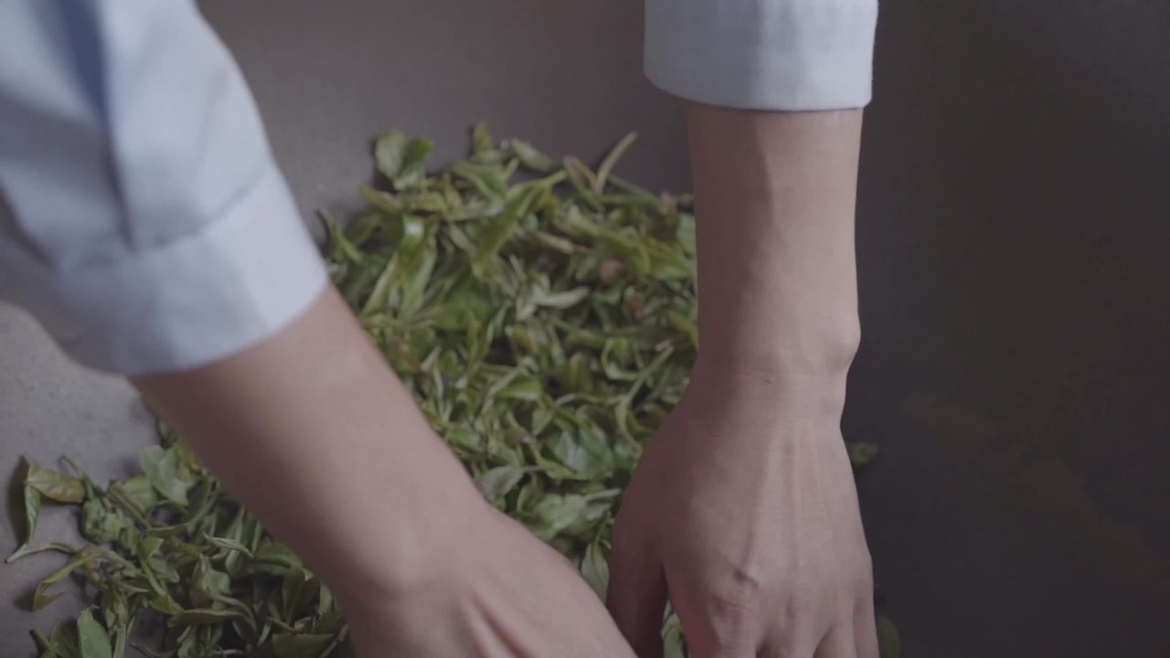 手工整理茶叶