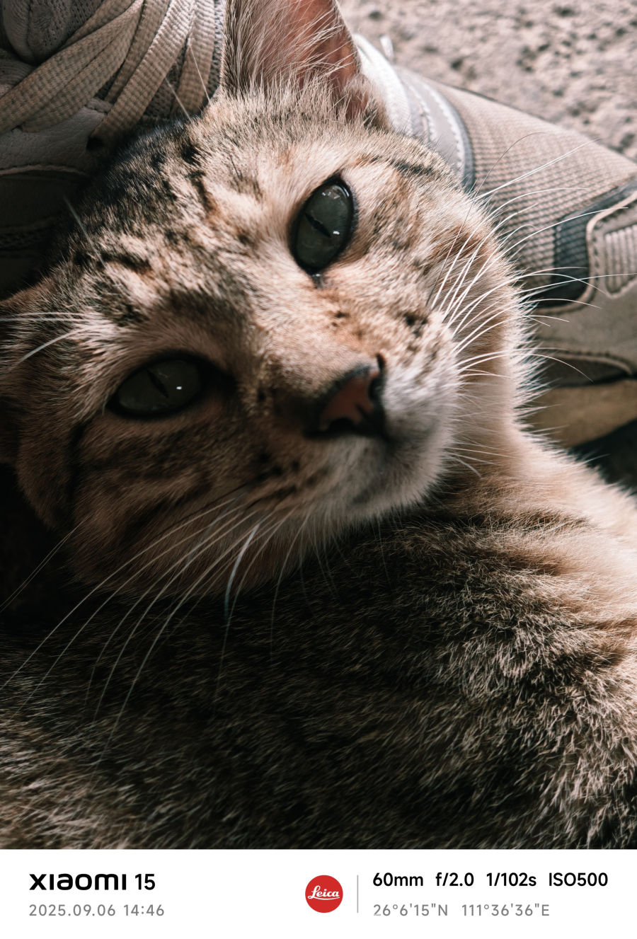 猫在休憩的时候