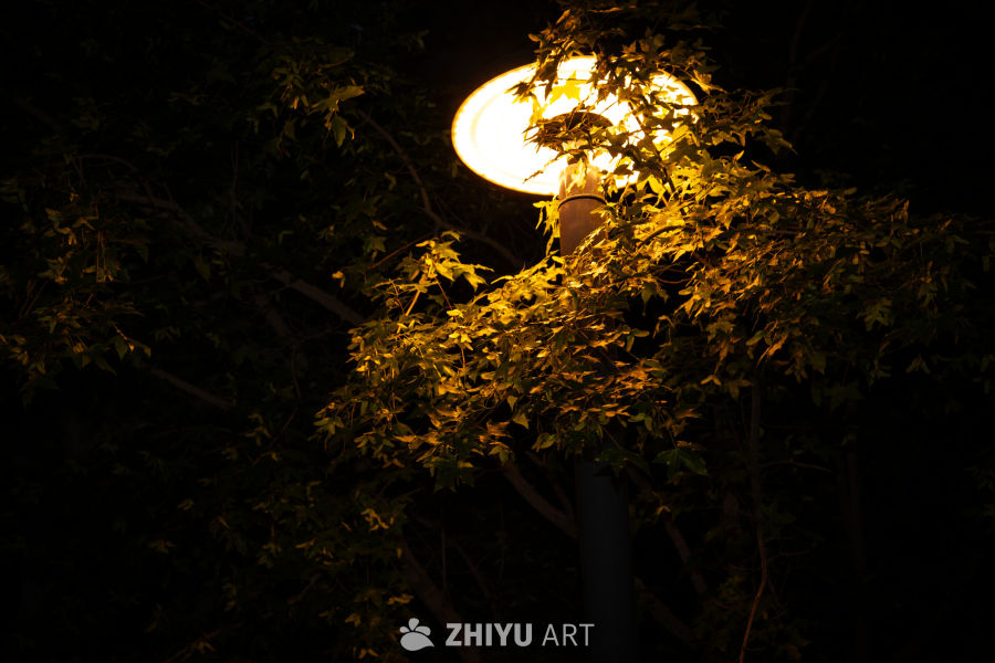 校园随拍 4