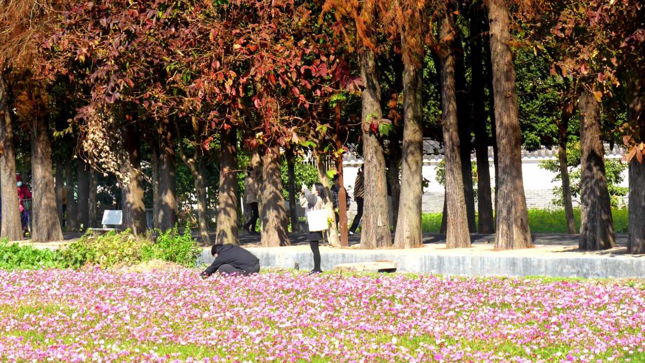 广东冬季落羽杉及拍格桑花的人们