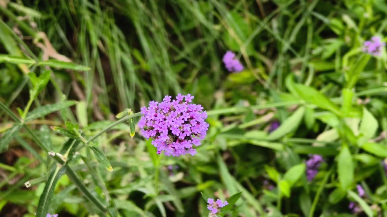 夏日里生机勃勃，随风摇动的马鞭草。