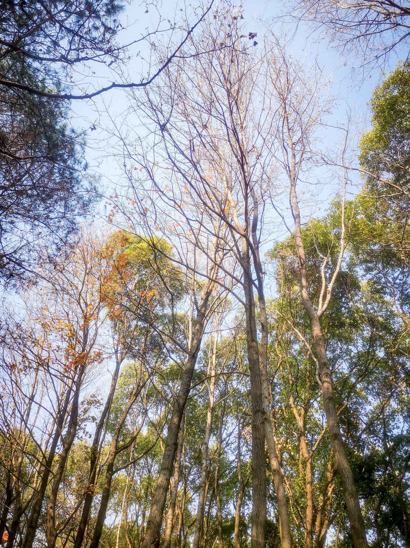 湖南省植物园各种植物摄影图