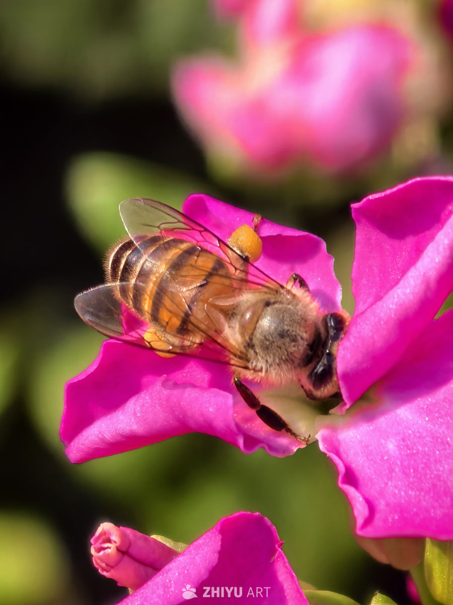 忙于采集的蜜蜂，无暇在人前高谈阔论。