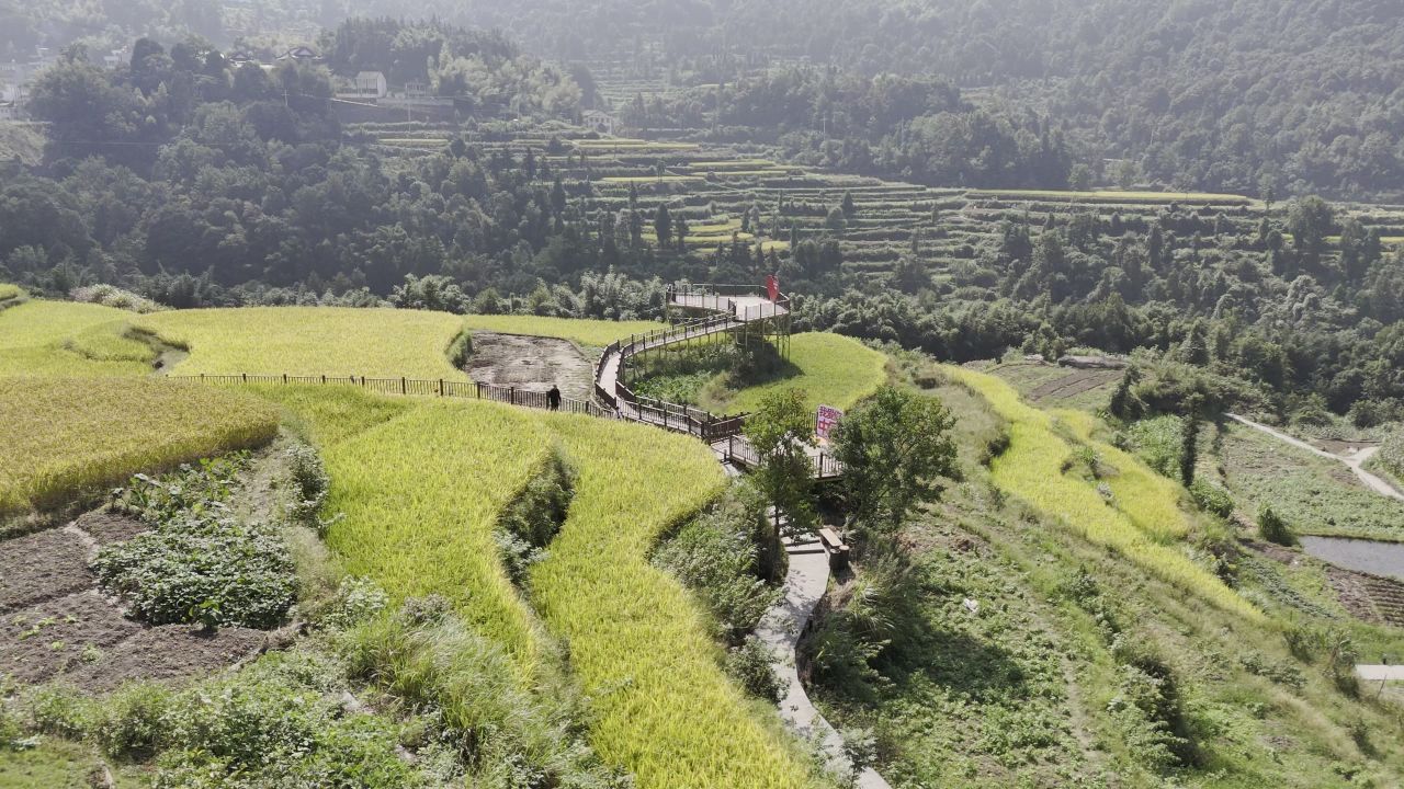 温州中雁荡山与梯田水稻 14