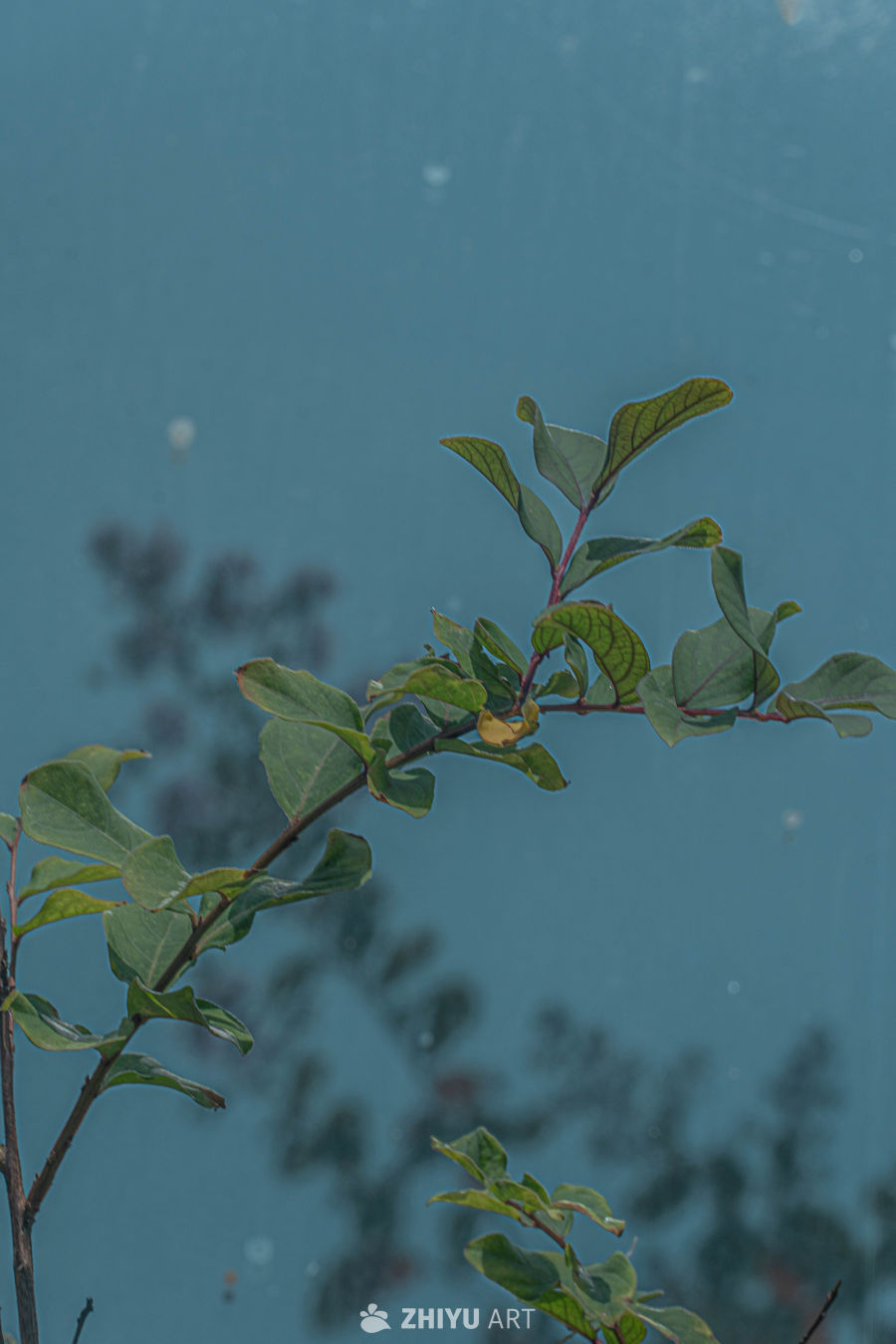 绿叶枝条的静谧之美