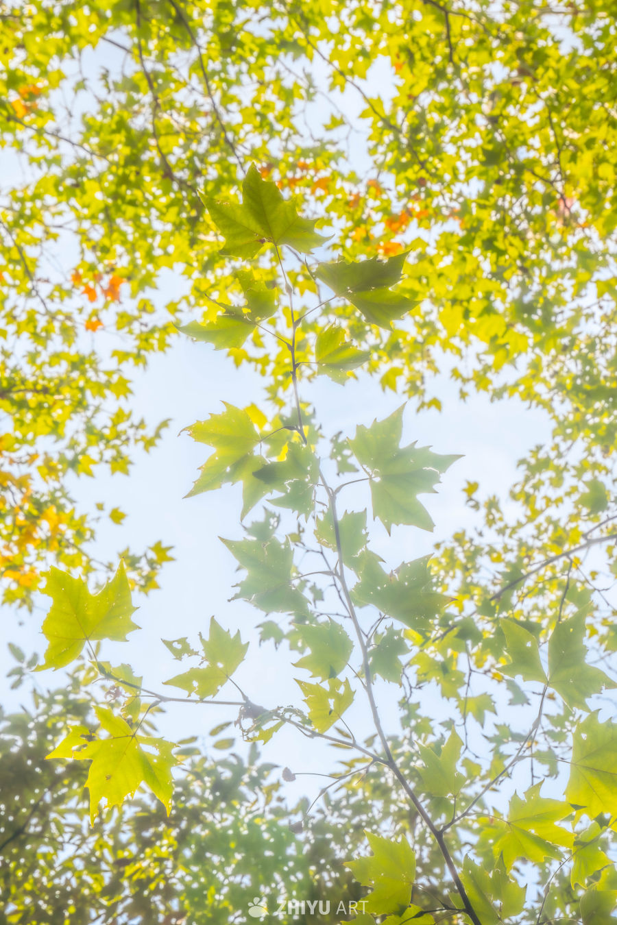 秋日阳光下的绿叶