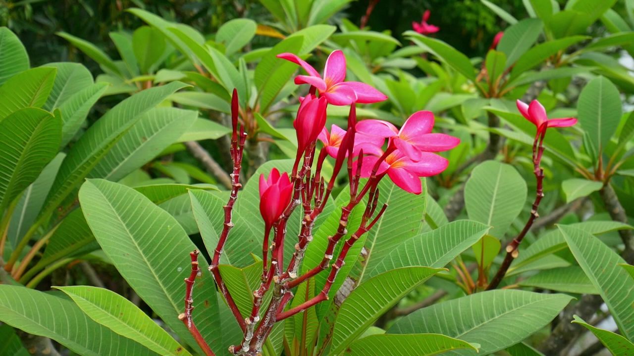 风吹红色鸡蛋花