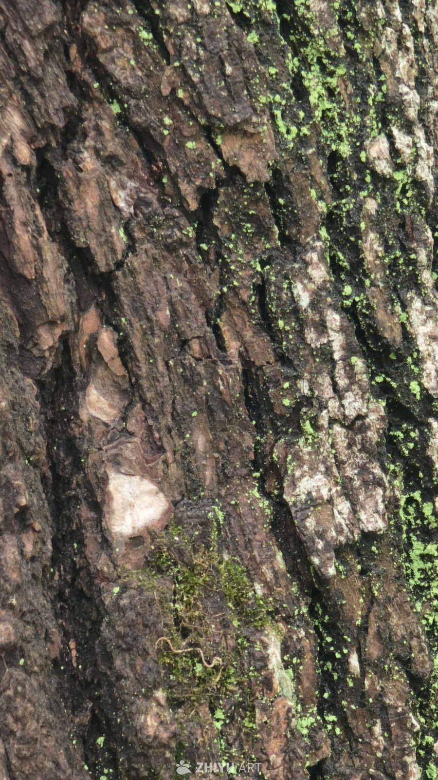 树干上的苔藓