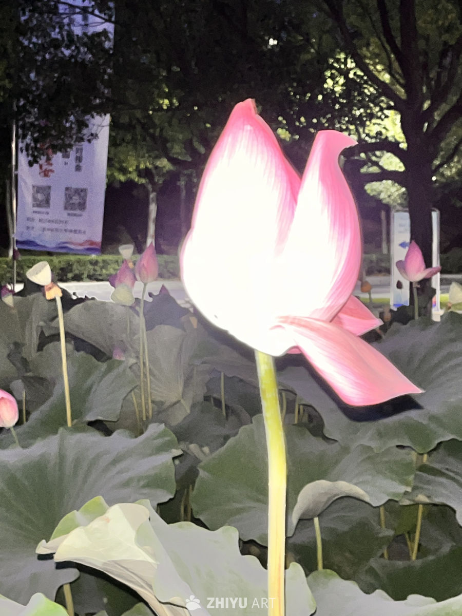 夜色中的莲花绽放