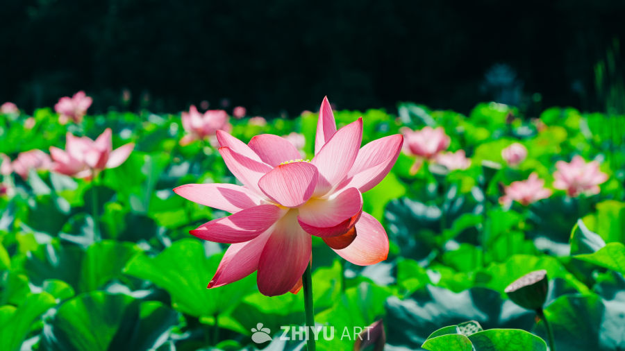 夏日荷塘绽放
