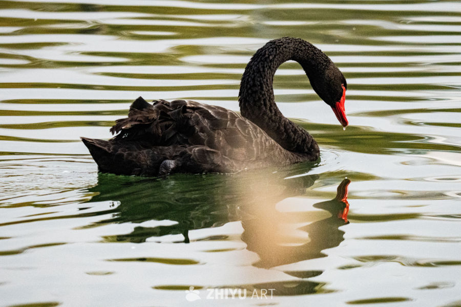 黑天鹅静谧水面
