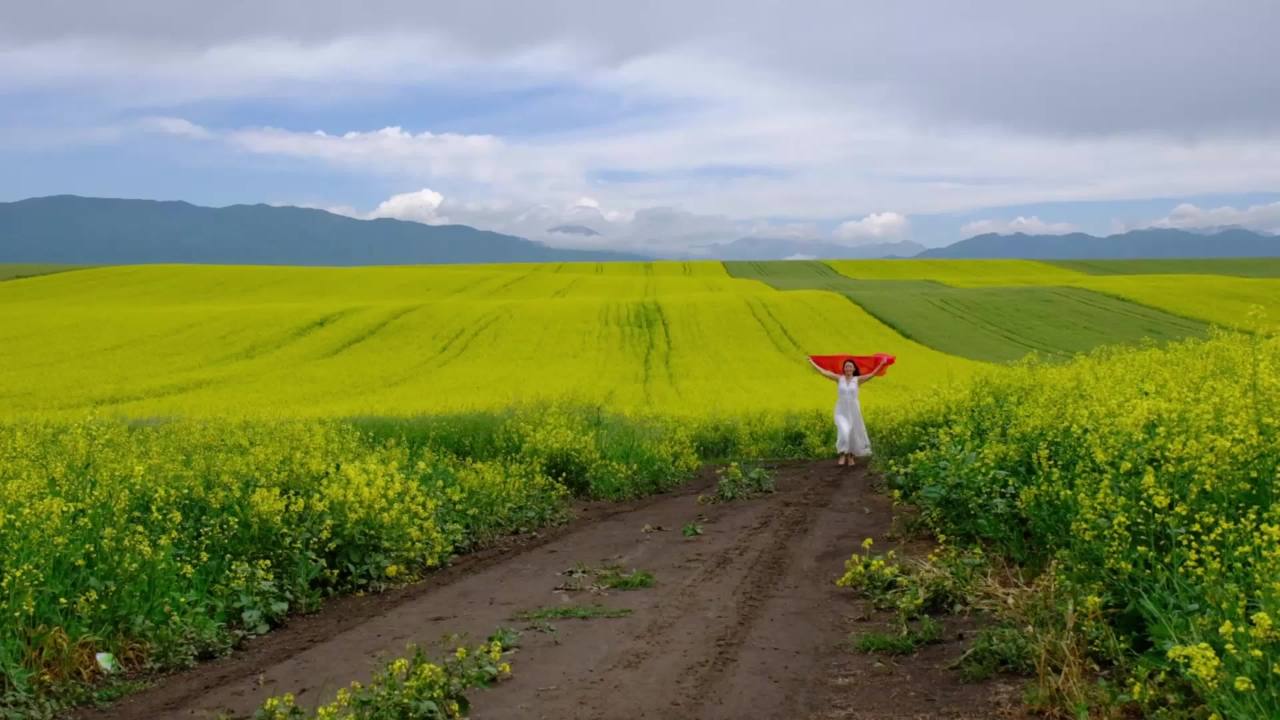 油菜花
