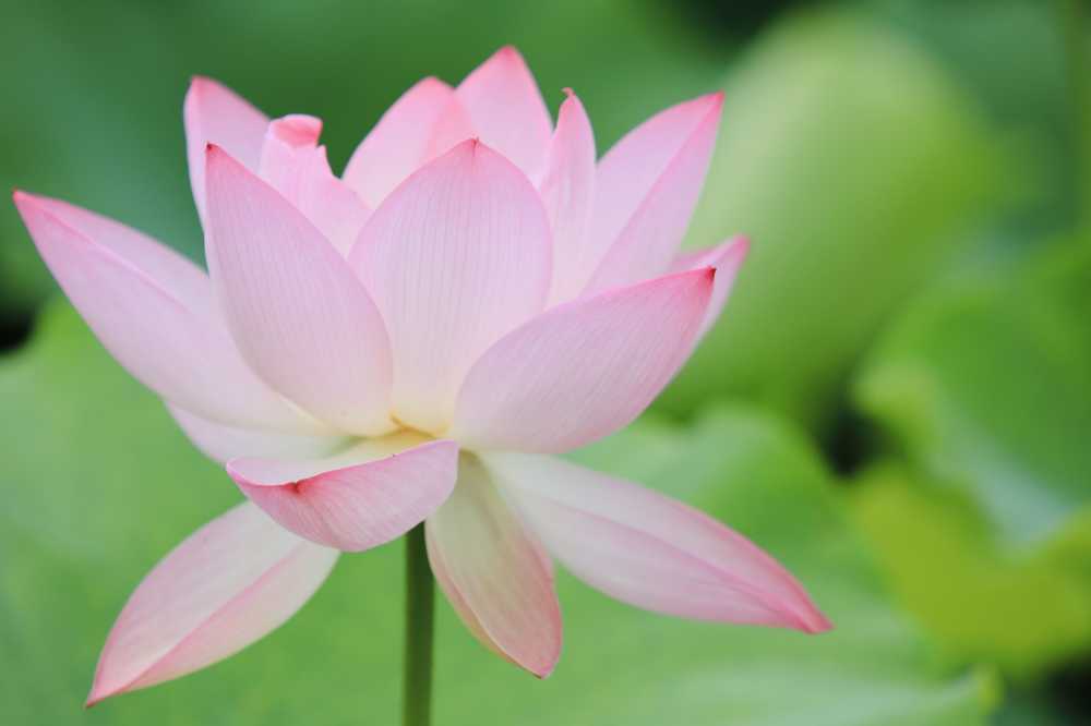 荷花荷叶池塘