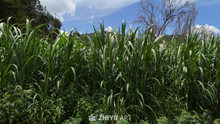 绿意盎然的田野