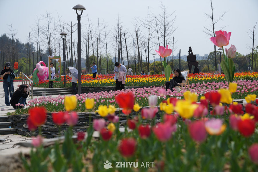 春日公园赏花