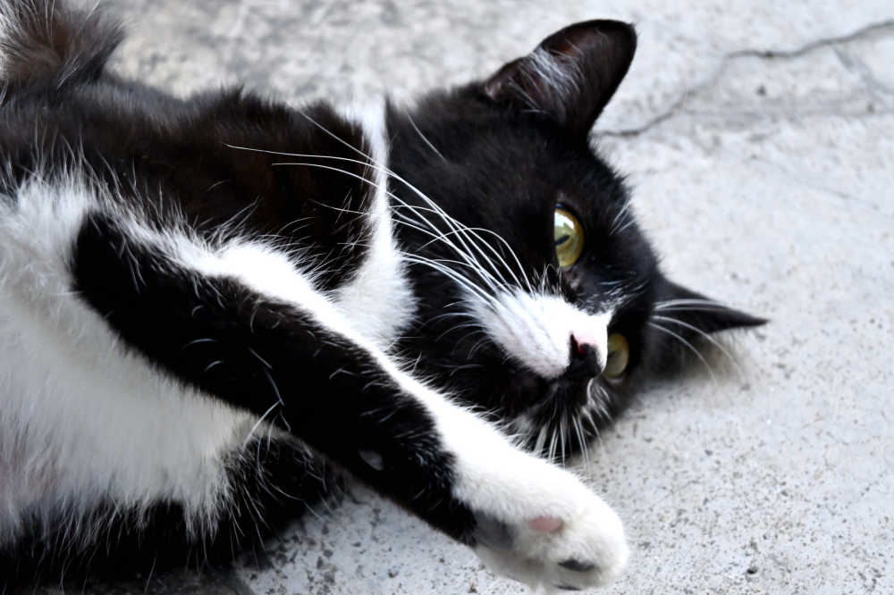 躺着的猫