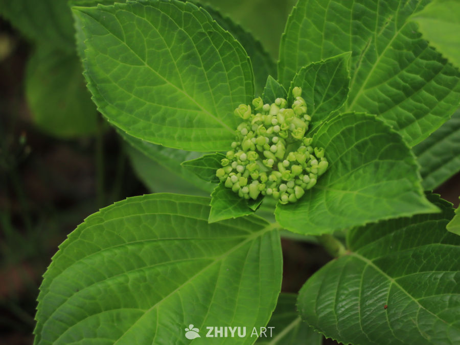 绿意盎然的花蕾