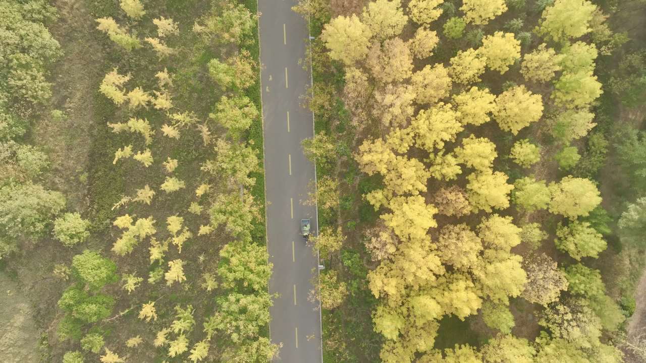 森林中的公路
