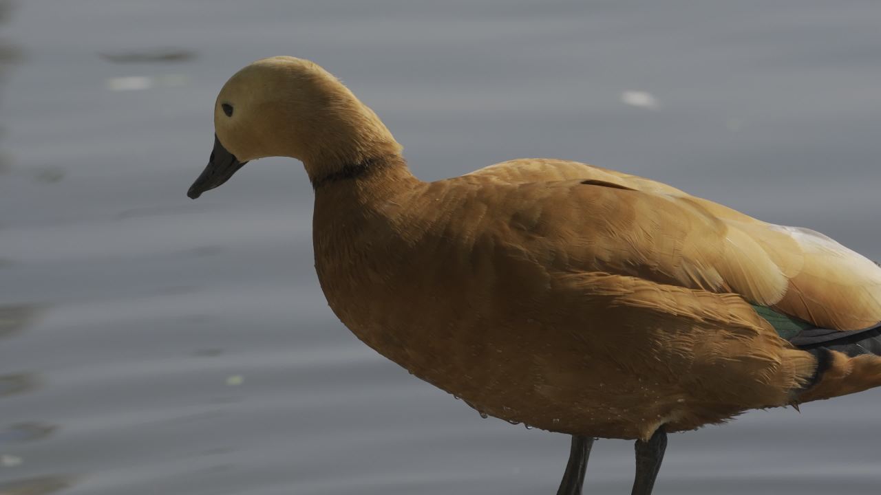 杨府山公园观鸟 29