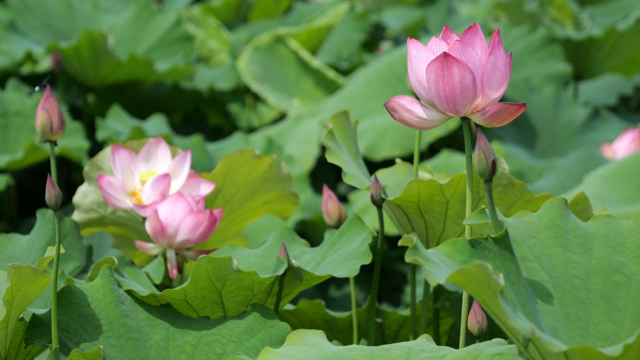 荷花 74
