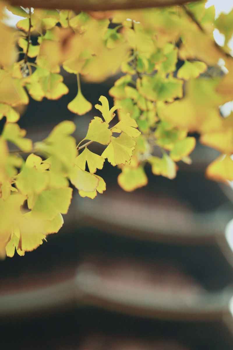 日照的片段