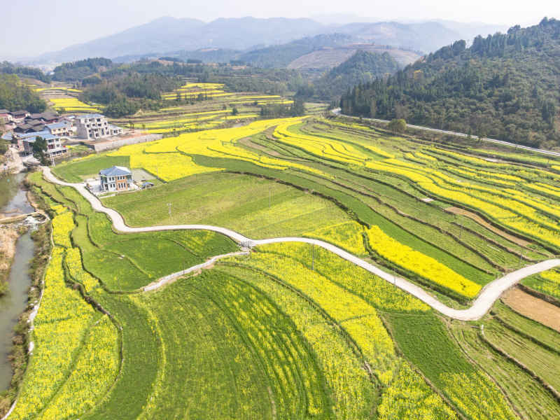 美丽乡村金黄油菜花盛开航拍摄影图 