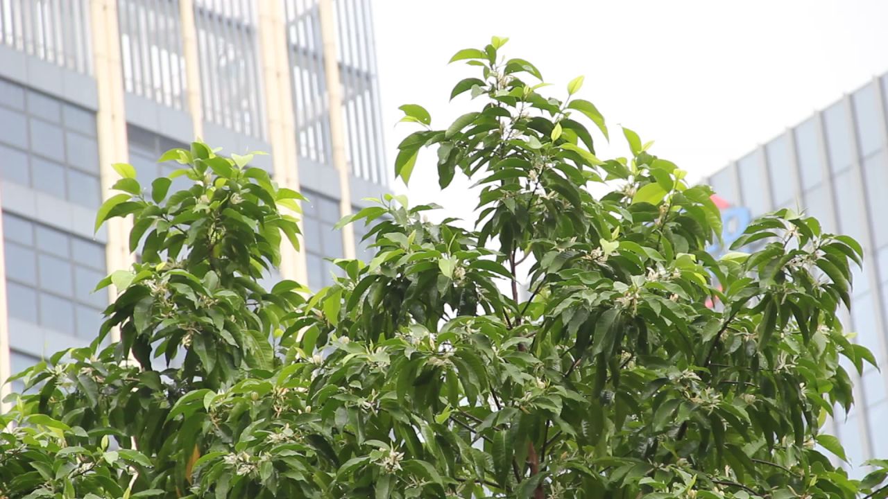 雨中开满花的白兰树梢