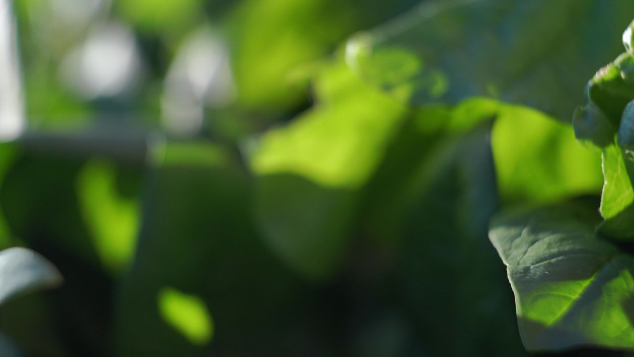 芫荽菠菜葱花辣椒 11