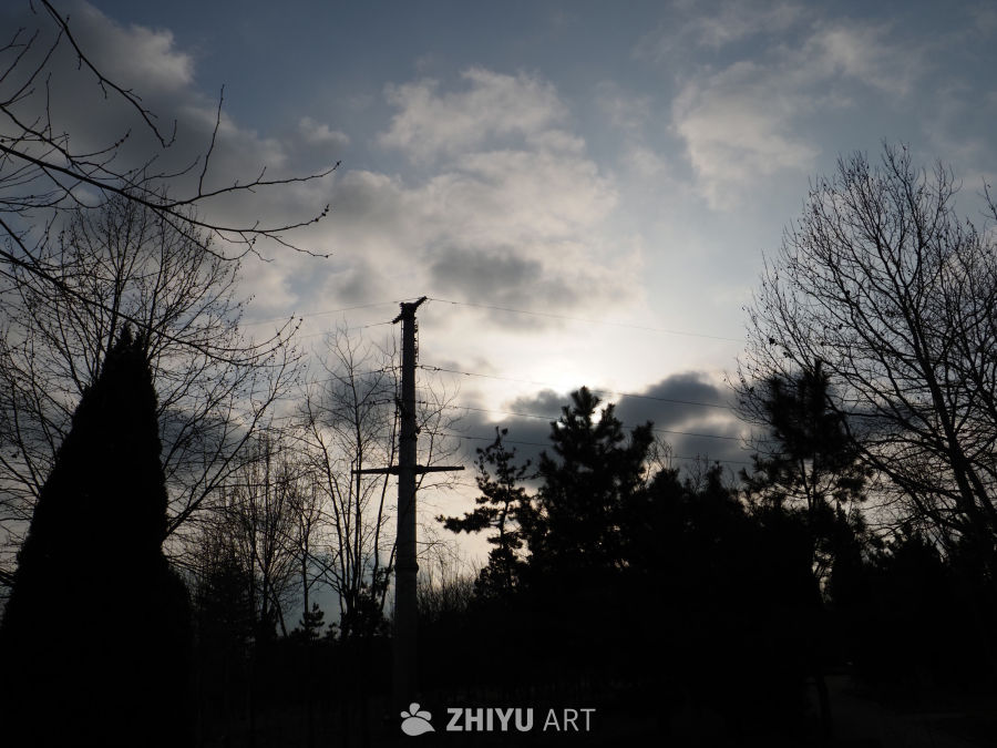 黄昏树影中的电线杆