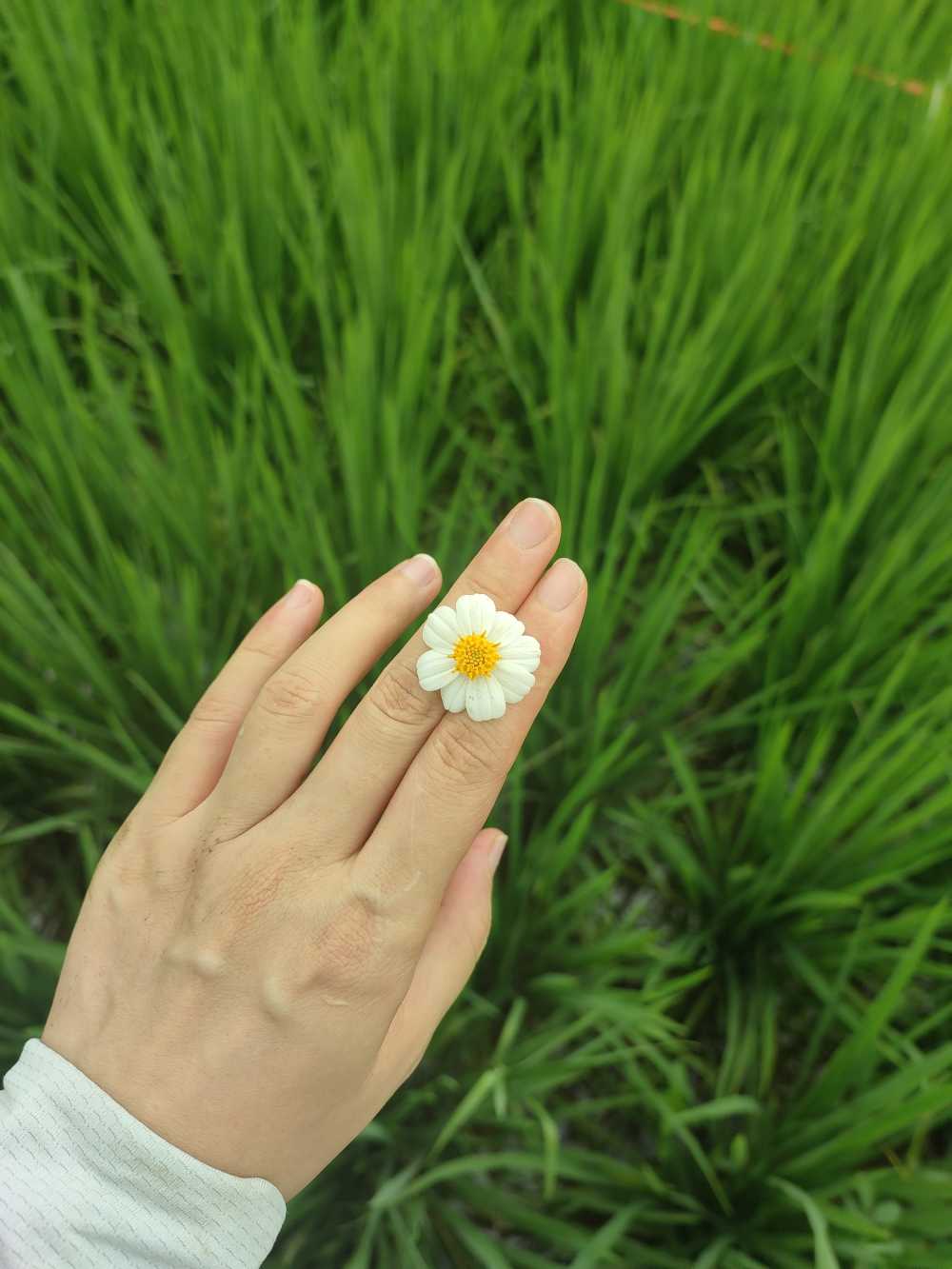 绿夏