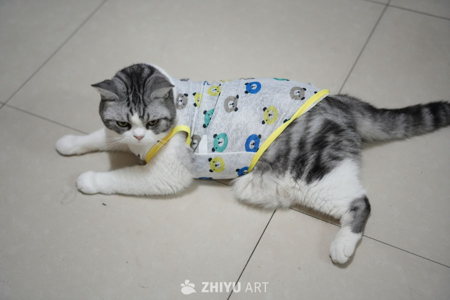 猫咪 17