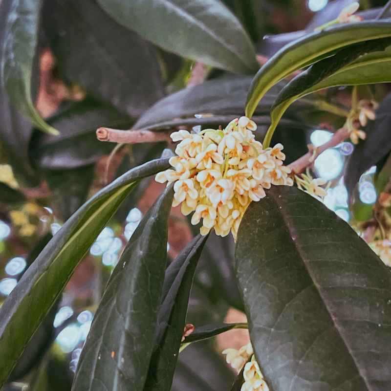 一丛桂花