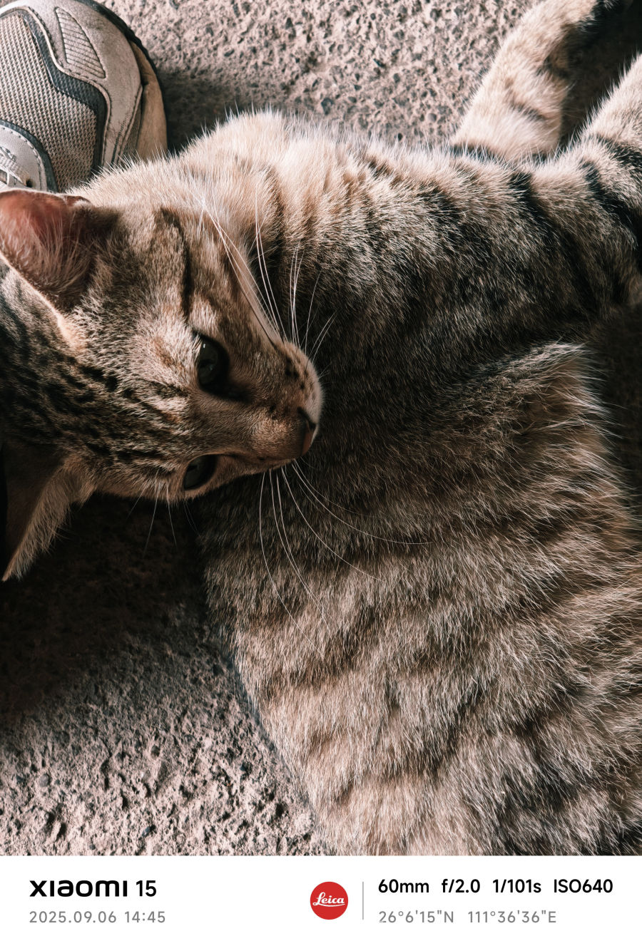 猫在休憩的时候