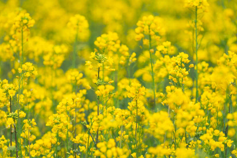 油菜花