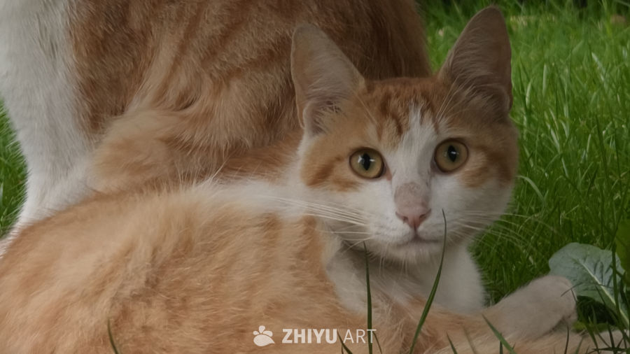 草丛中的小猫
