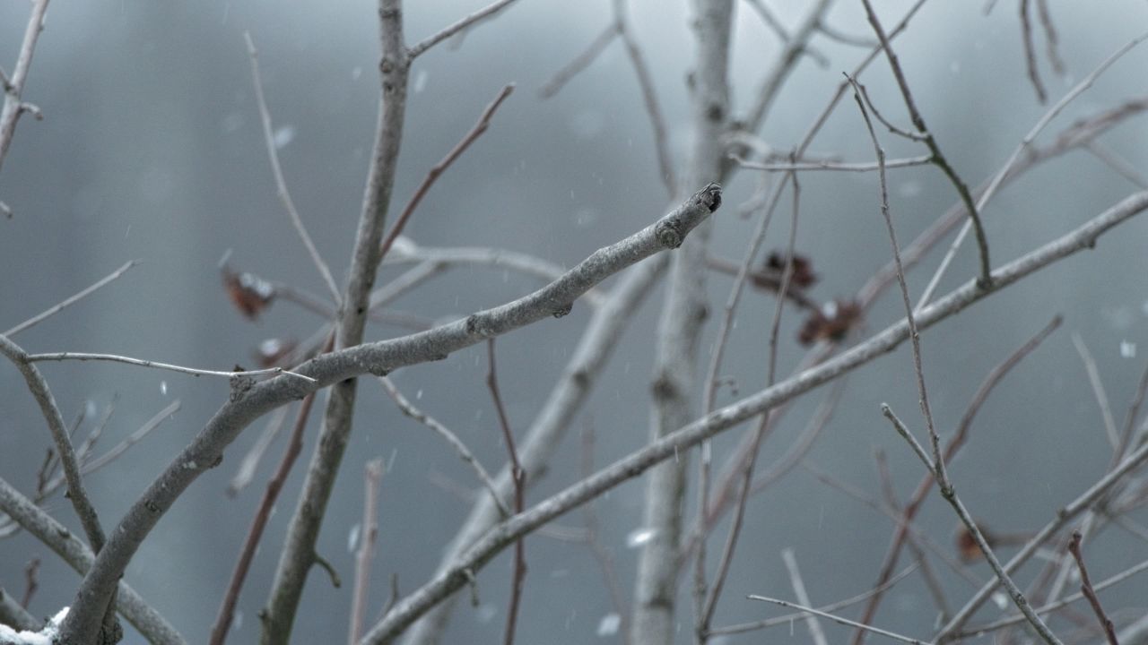 冬天冬季下雪花飘雪白雪皑皑4K