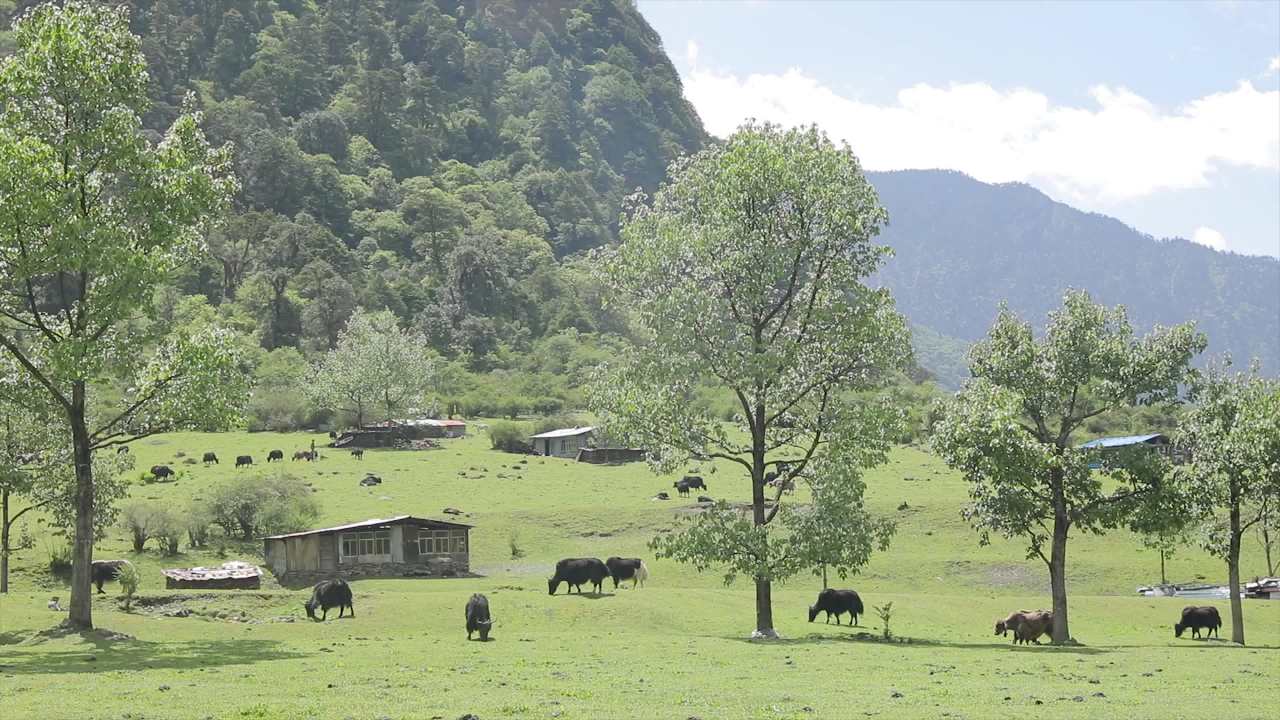 悠闲的牧场