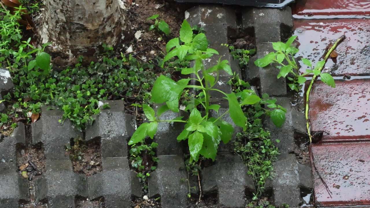 初夏的雨-树脚小草