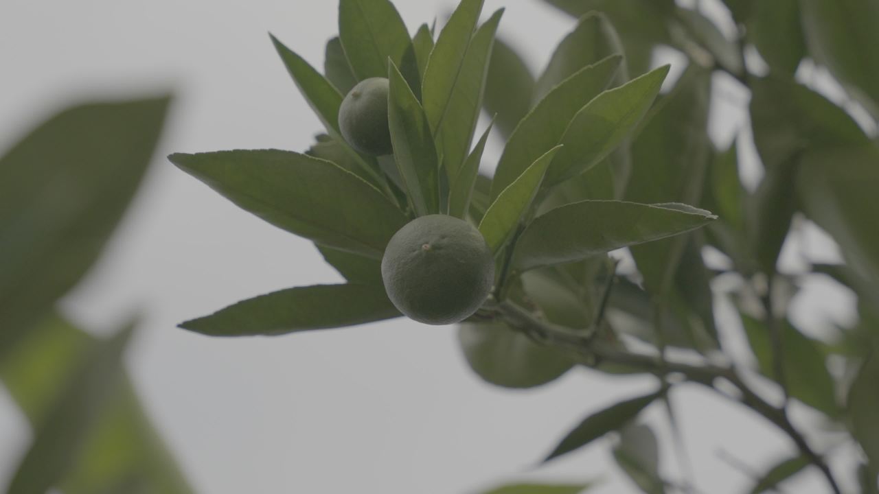 绿叶下的果实