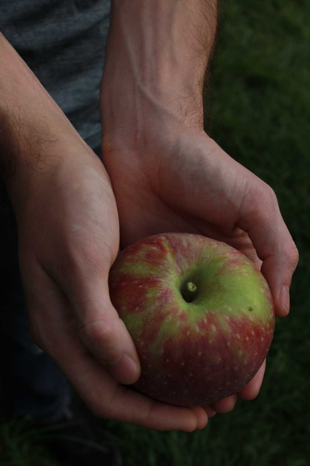 苹果手水果艺术