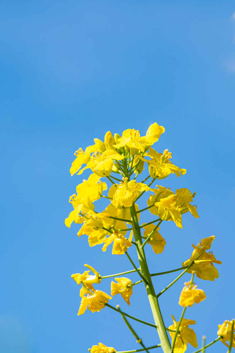 油菜花