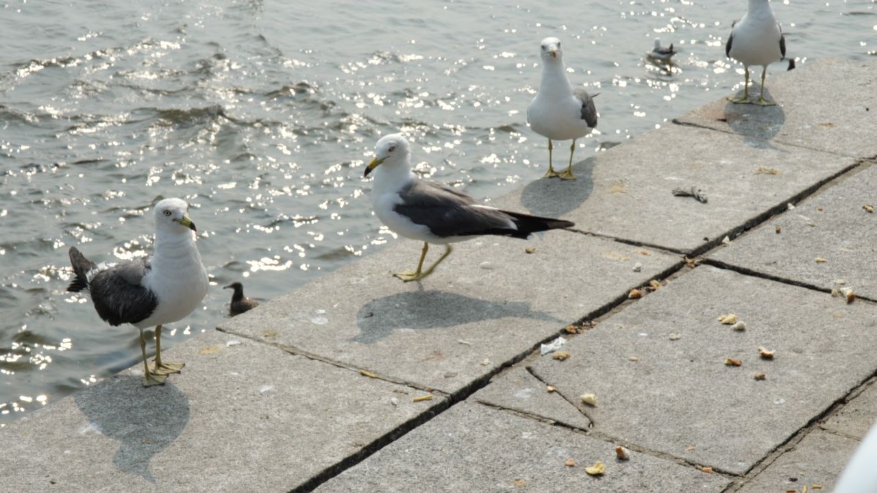 大连海鸥