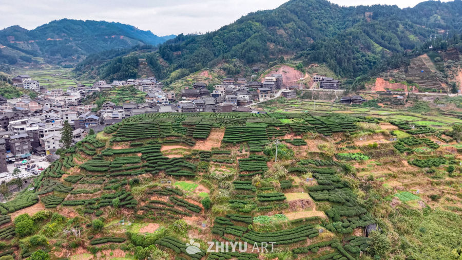 茶田环绕的山村